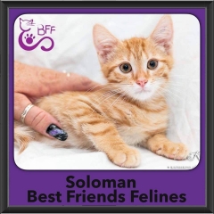 2016-Adopted-Soloman