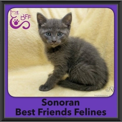 2016-Adopted-Sonoran