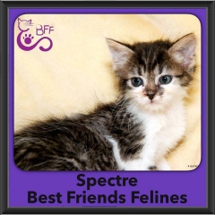 2016-Adopted-Spectre