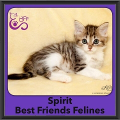 2016-Adopted-Spirit