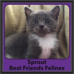 2016-Adopted-Sprout