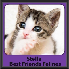 2016-Adopted-Stella