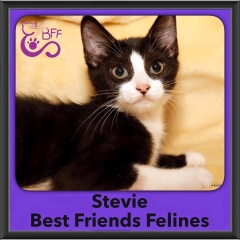 2016-Adopted-Stevie