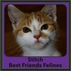 2016-Adopted-Stitch