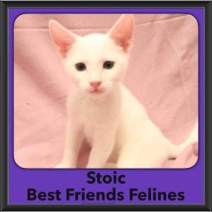 2016-Adopted-Stoic