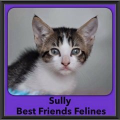 2016-Adopted-Sully