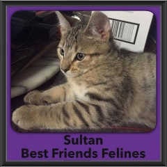 2016-Adopted-Sultan