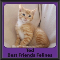 2016-Adopted-Ted