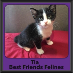 2016-Adopted-Tia
