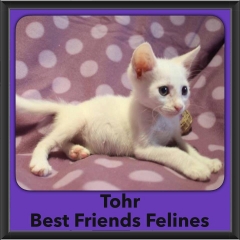 2016-Adopted-Tohr