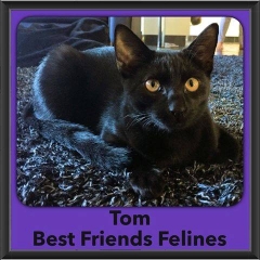 2016-Adopted-Tom