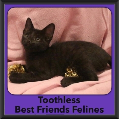 2016-Adopted-Toothless