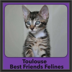 2016-Adopted-Toulouse