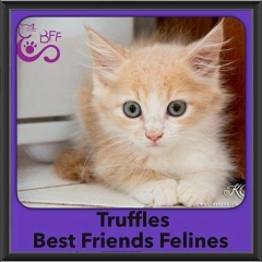 2016-Adopted-Truffles