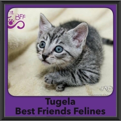 2016-Adopted-Tugela