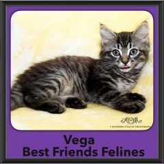 2016-Adopted-Vega