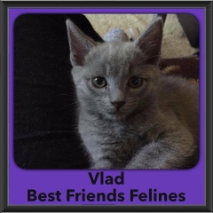 2016-Adopted-Vlad