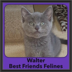 2016-Adopted-Walter