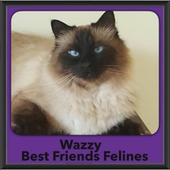 2016-Adopted-Wazzy