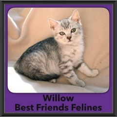 2016-Adopted-Willow