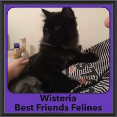 2016-Adopted-Wisteria