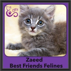 2016-Adopted-Zaeed