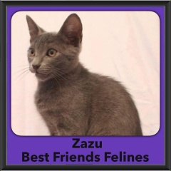 2016-Adopted-Zazu