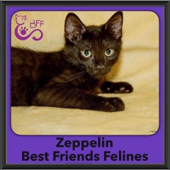 2016-Adopted-Zeppelin