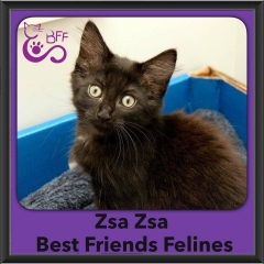 2016-Adopted-Zsa-Zsa