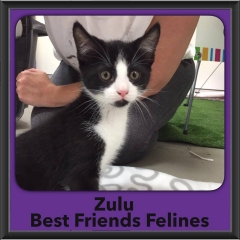 2016-Adopted-Zulu