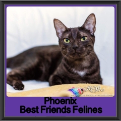 2018 - Phoenix