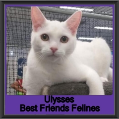2019-Ulysses3