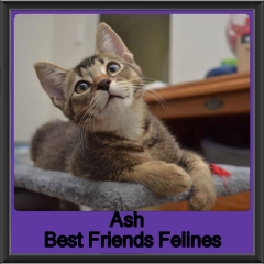 2018 - Ash