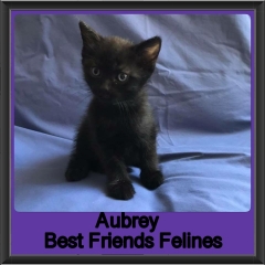 2018 - Aubrey