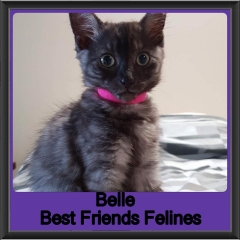 2018 - Belle