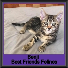 2018 - Benji3