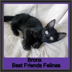 2018 - Bronx