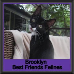 2018 - Brooklyn1