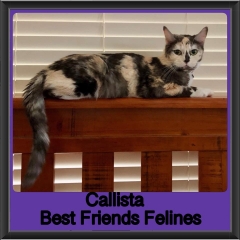 2018 - Callista