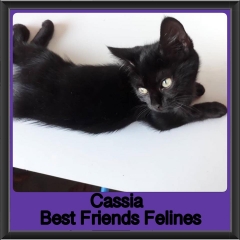 2018 - Cassia