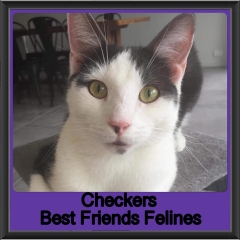 2018 - Checkers3
