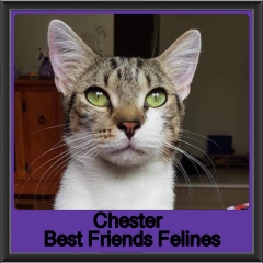 2018 - Chester1
