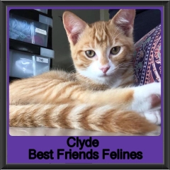 2018 - Clyde