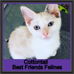2018 - Cottontail1