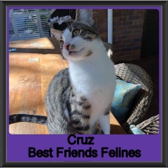2018 - Cruz
