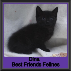 2018 - Dina