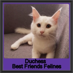 2018 - Duchess2