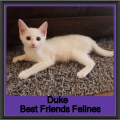 2018 - Duke