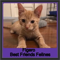 2018 - Figero1