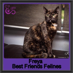 2018 - Freya1